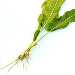 Horseradish, common (Armoracia rusticana) anthotype by Ralph Rinke