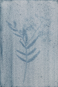 Indigo / Añil (Indigofera suffruticosa) anthotype by Ivonne Gutiérrez González
