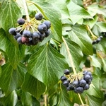 Ivy (Hedera helix L.) anthotype by Gabriele Coassin