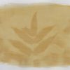 Ivy (Hedera helix L.) anthotype by Gabriele Coassin