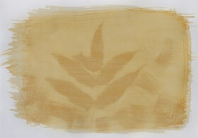 Ivy (Hedera helix L.) anthotype by Gabriele Coassin