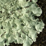 Lichen (Lichen sp. possibly Flavoparmelia caperata) anthotype by Alex Whiteside