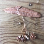 Linden, small-leaved (Tilia cordata) anthotype by Ellen Evers