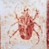 Madder root (Rubia tinctoria) anthotype by Päivi Hintsanen
