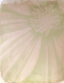 Mimosa tree / Pursian silk tree (Albizia julibrissin) anthotype by Christine Fernandes