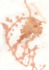 Mix of Doca (Carpobrotus Chilensis), Doquilla (Lampranthus multiradiatus), Rosy Dew Plant (Lampranthus multiradiatus) anthotype by Maria Piedad Aguirre