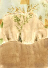 Mix of Pulmonaria (Pulmonaria saccharate), Tagetes (Tagetes), Tomato (Lycopersicon) anthotype by Brian Richards