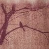 Mulberry tree (Morus) anthotype by Mary Beth Klauer