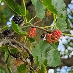 Mulberry tree (Morus) anthotype by Mary Beth Klauer