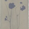 Persian Buttercup / Ranunculus, common (Ranunculus asiaticus) anthotype by Ann Giordano