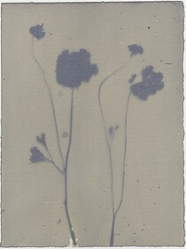 Persian Buttercup / Ranunculus, common (Ranunculus asiaticus) anthotype by Ann Giordano