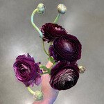 Persian Buttercup / Ranunculus, common (Ranunculus asiaticus) anthotype by Ann Giordano