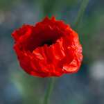 Poppy (Papaver rhoeas) anthotype by Lisa Gervassi