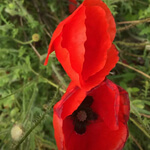 Poppy (Papaver rhoeas) anthotype by Ouico