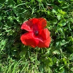 Poppy (Papaver rhoeas) anthotype by Veronika Knap
