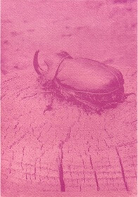Prickly pear (Opuntia ficus-indica) anthotype by Montserrat Rodríguez aka nyx10110