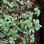 Purslane (Portulaca Oleracea) anthotype by Dora Domingos