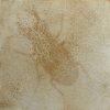 Ragwort, common (Jacobaea vulgaris) anthotype by Anne Guest