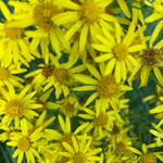 Ragwort, common (Jacobaea vulgaris) anthotype by Anne Guest