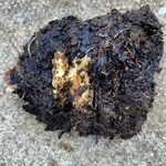 Rhubarb root (Rheum palmatum) anthotype by David Lowe
