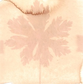 Rooibos tea (Aspalathus linearis) anthotype by Susan McNaughton