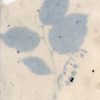 Salal, common (Gaultheria shallon) anthotype by Ellen J. Craft