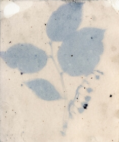 Salal, common (Gaultheria shallon) anthotype by Ellen J. Craft