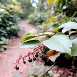 Salal, common (Gaultheria shallon) anthotype by Ellen J. Craft