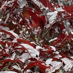 Sand cherry (Prunus Pumila) anthotype by Amy Nolan