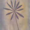 Smoke tree (Cotinus coggygria) anthotype by Kazimierz Biernat