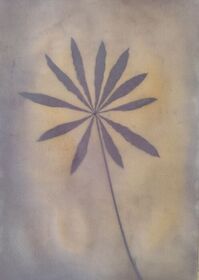 Smoke tree (Cotinus coggygria) anthotype by Kazimierz Biernat