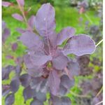 Smoke tree (Cotinus coggygria) anthotype by Kazimierz Biernat