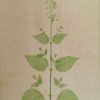 Spinach (Spinacia Oleraceae) anthotype by Michelle Dobre