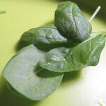 Spinach (Spinacia oleracea) anthotype by Tianshi