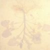 Sulla coronaria (Hedysarium coronarium) anthotype by Francesca Genna