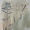 Sweet William (Dianthus barbatus) anthotype by Anne Kaplan