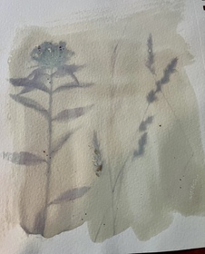 Sweet William (Dianthus barbatus) anthotype by Anne Kaplan