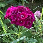Sweet William (Dianthus barbatus) anthotype by Anne Kaplan