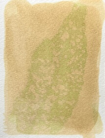 Water dock (Rumex hydrolapathum) anthotype by Caroline Walshe