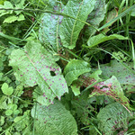Water dock (Rumex hydrolapathum) anthotype by Caroline Walshe