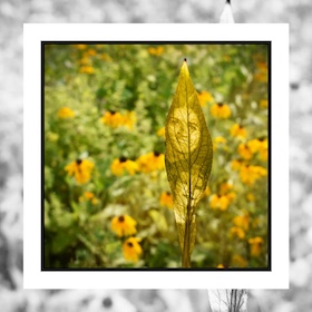 Chlorophyll print by Kris Curtis Morse