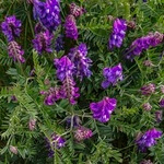 Bird Vetch, common (Vicia Cracca) anthotype
