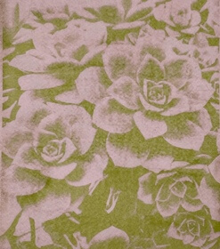 Caladium, bicolour variety (Caladium) anthotype by Cristina Zaletta