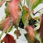 Caladium, bicolour variety (Caladium) anthotype