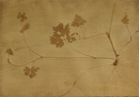Creeping buttercup (Ranunculus repens) anthotype by Janet Brown