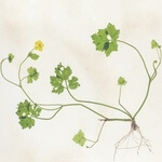 Creeping buttercup (Ranunculus repens) anthotype