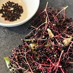 Elderberry (Sambucus) anthotype