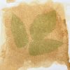 Ground elder (Aegopodium podagraria) anthotype by Caroline Walshe