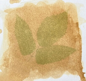 Ground elder (Aegopodium podagraria) anthotype by Caroline Walshe