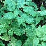 Ground elder (Aegopodium podagraria) anthotype